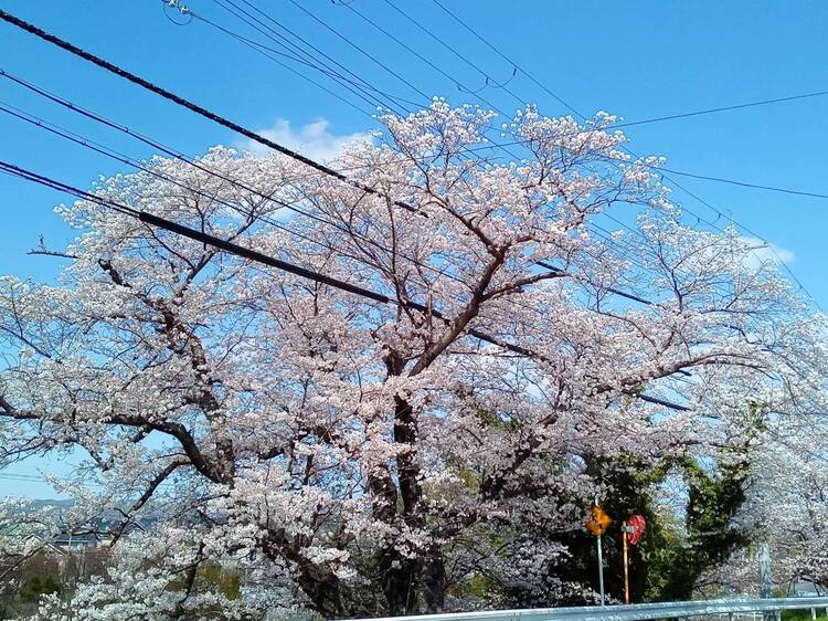 桜が満開です！